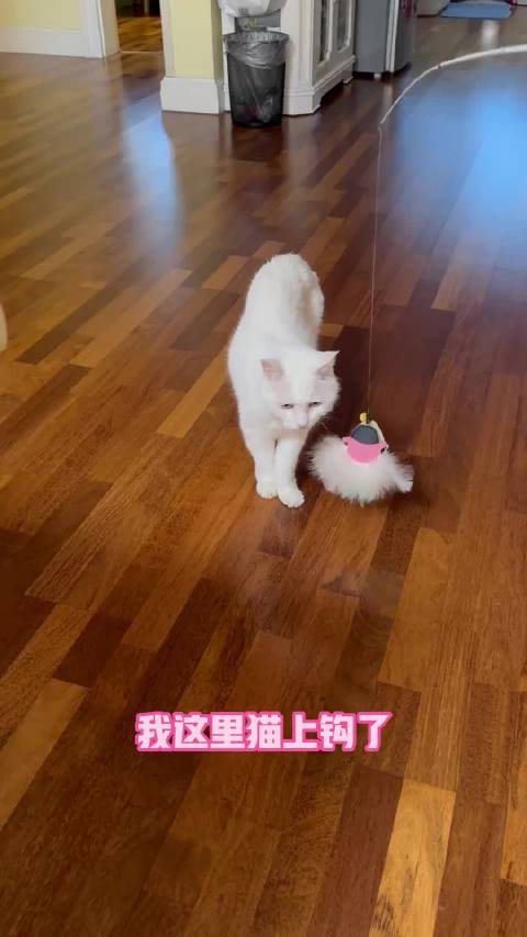 papi酱猫咪叫妈妈8遍未获回应情绪稳定