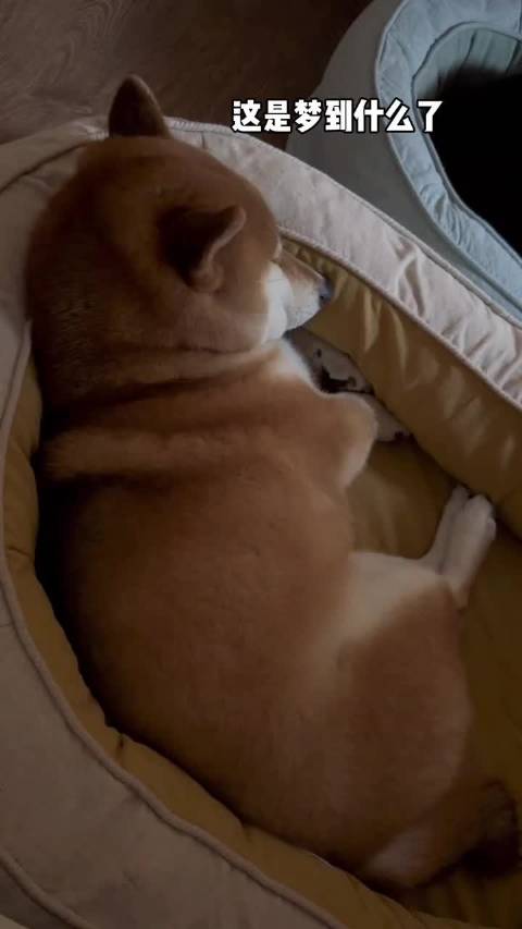 刀盾这是梦到什么了？！ ：柴犬雷神 Thor