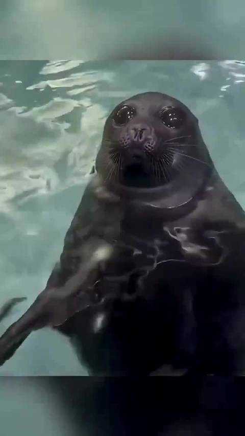 海狮和海豹搞笑合集
