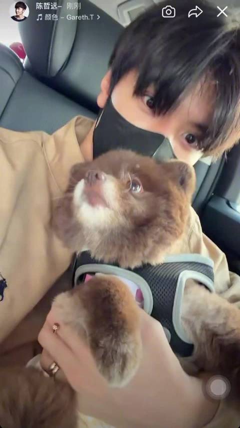 陈哲远分享撸狗日常，视频里有两只大眼睛萌狗
