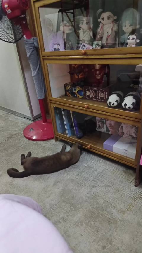 猫主收藏罗云熙周边遭八个月大公猫顽皮探索