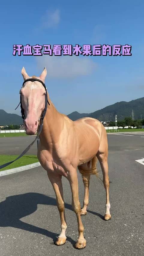 汗血宝马看到水果后的反应