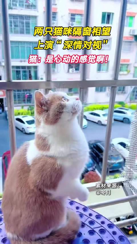 两只猫咪隔空对望演猫界牛郎织女
