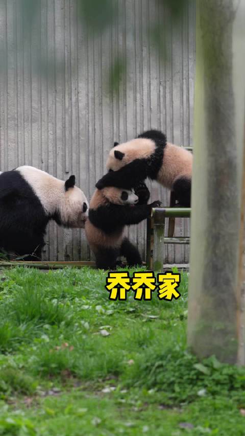 乔乔：这个家我说了算！