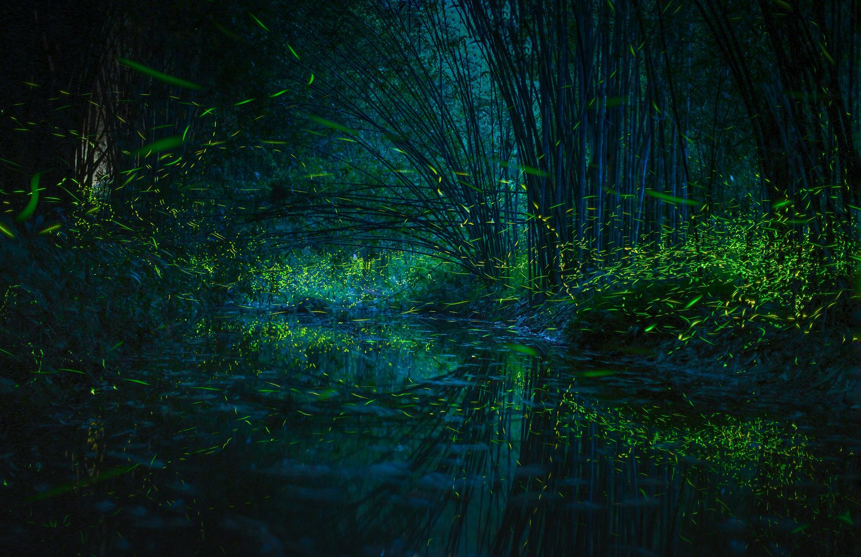 萤火虫迎来最佳观赏期，青神县四大环节升级！观赏指南来了