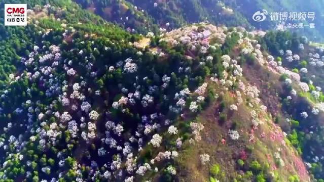 山西沁县杏花盛放如云，任素汐毛不易歌声伴春色