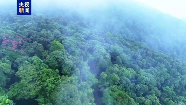 哀牢山中的“华羽仙子” 羽影蹁跹绘就生态画卷