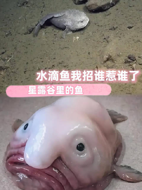 深海彭于晏，上岸秒变“被生活毒打脸”