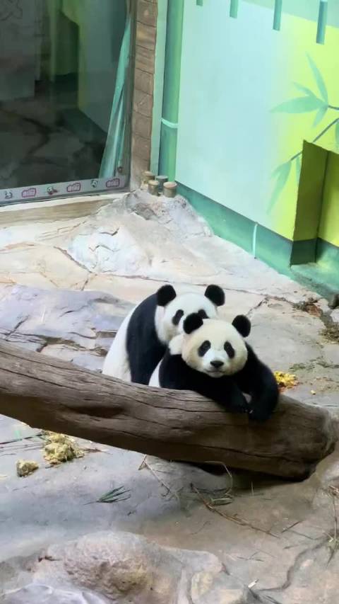 小珠珠闹奶萌态十足，蜡笔小新侧脸吸睛