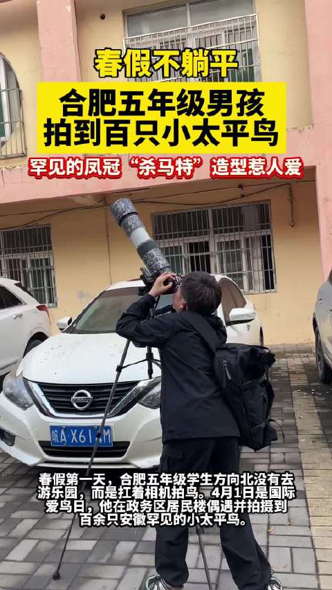 合肥男孩拍下百只罕见小太平鸟合肥娃春假硬核拍鸟