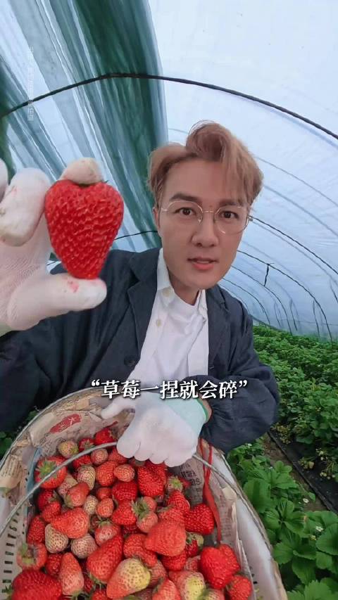 吴克群合肥长丰帮果农摘草莓