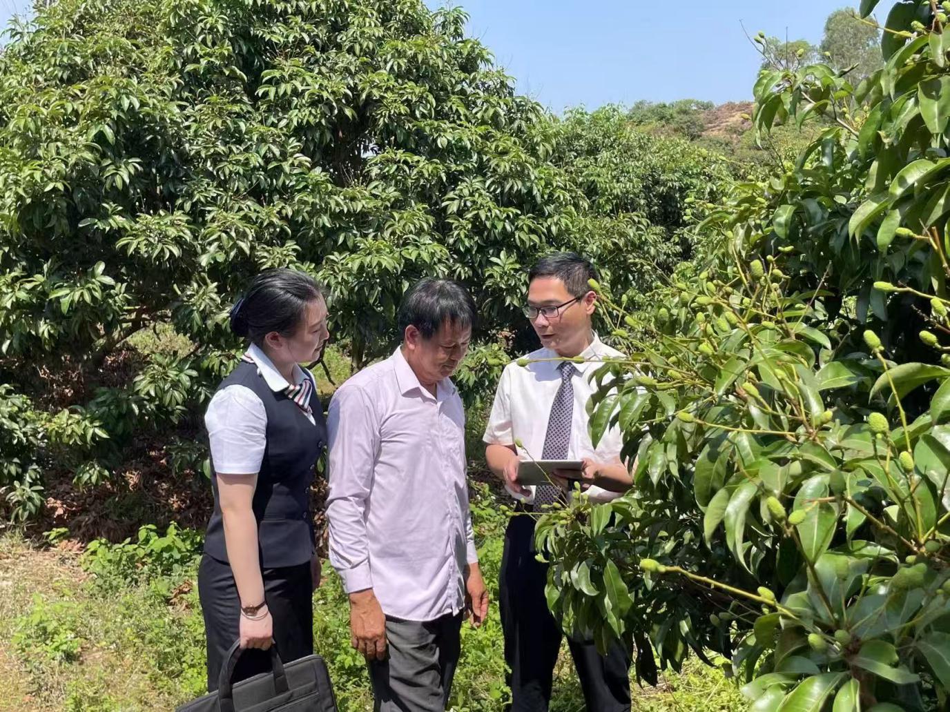 破解农业“看天吃饭”困局 ！全国首个农业“大小年”信贷产品落地广东茂名
