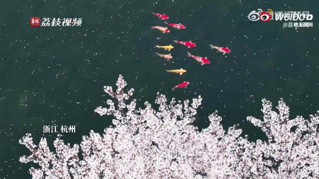 杭州樱花飘落锦鲤嬉戏，周深歌声伴美景