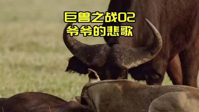 老公牛在逃跑中听到孙儿呼救，它义无反顾转身杀回