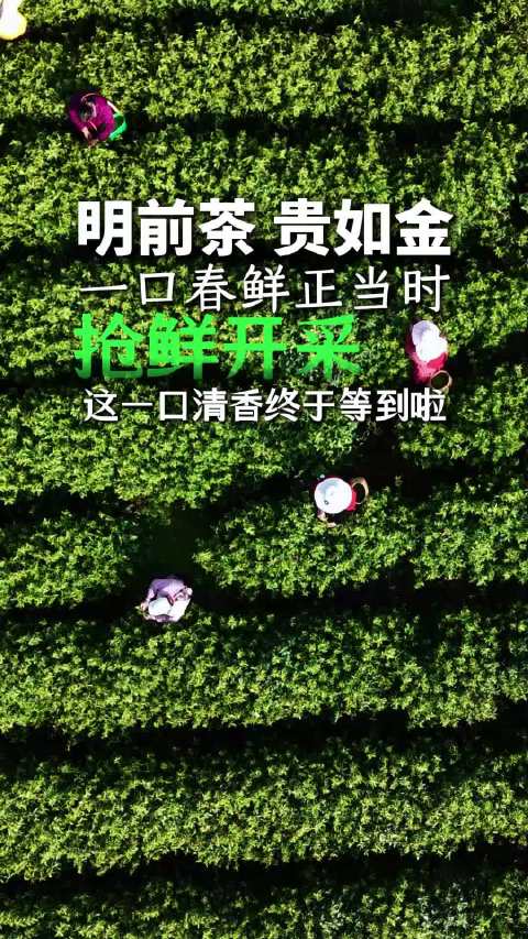 合肥鲜茶开采啦