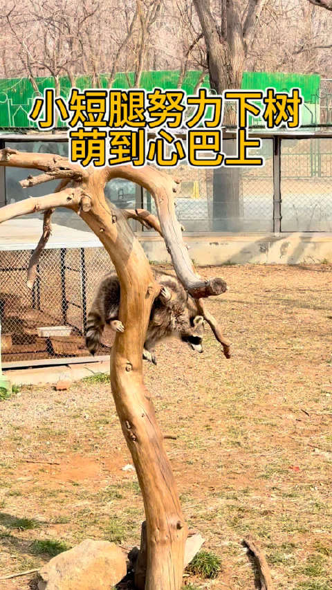谁懂啊！小浣熊下树的样子可爱到犯规