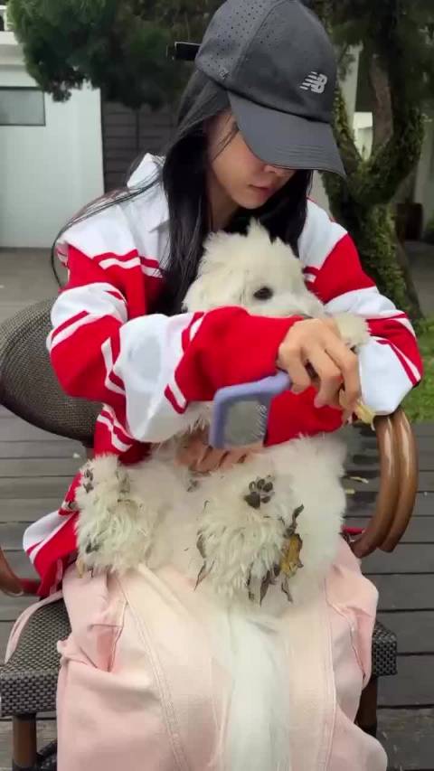 蔡依林给的狗狗清理 我就这样被妈咪抱在怀里 （加个刮痧小曲bgm）