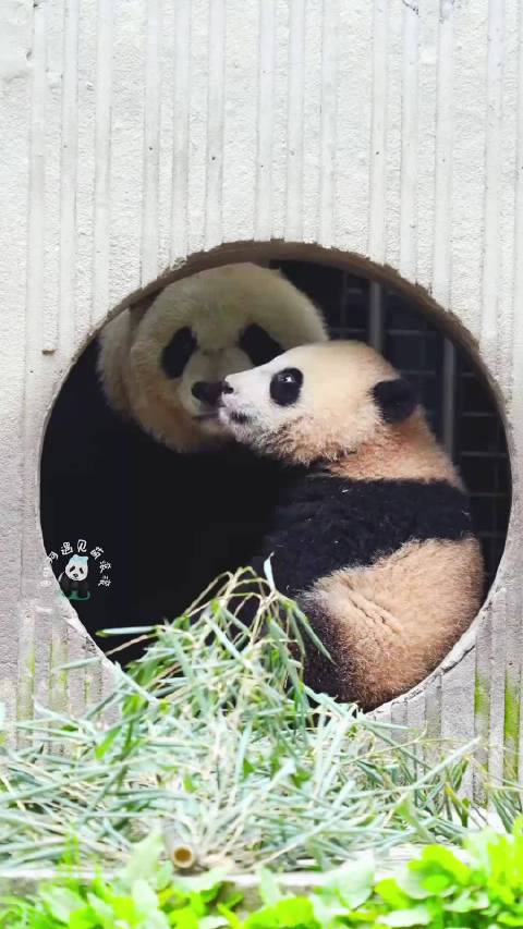 乔太后带娃，好宠宝宝