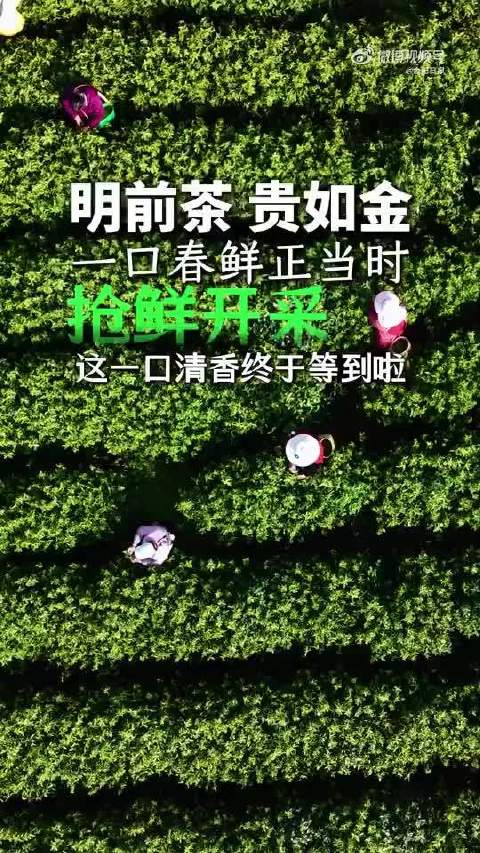 被合肥春茶迷到了合肥茶农的手速绝了