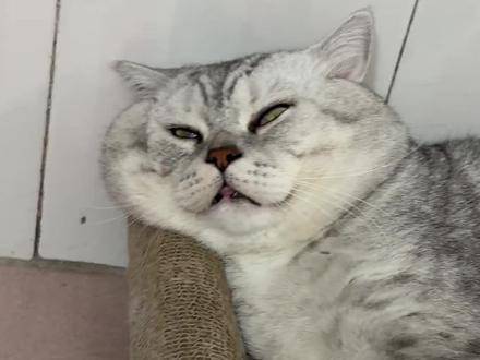 大壮酣睡时堪比拖拉机轰鸣，梦里还在大快朵颐