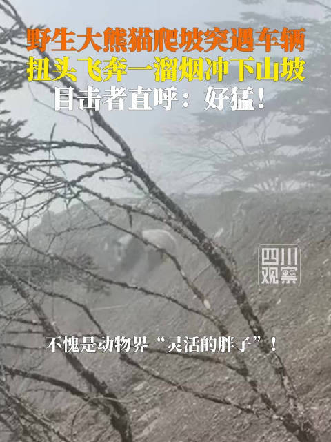 真“功夫熊猫”！野生大熊猫滚滚滚飞速下山