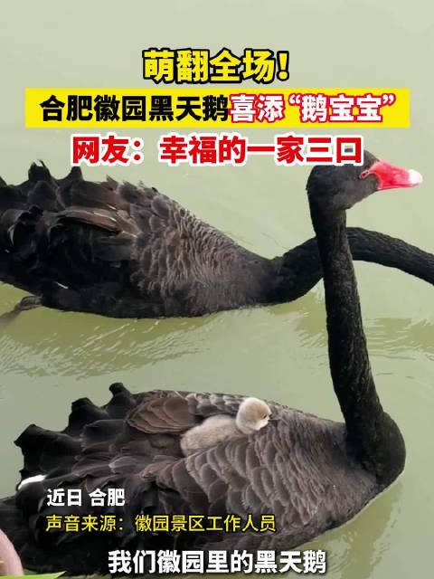 合肥徽园黑天鹅喜添鹅宝宝