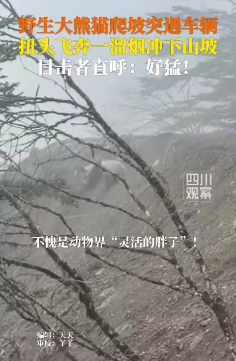 在四川和大熊猫偶遇
