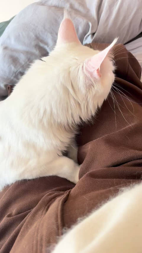 检查一下麻麻有没有抱过其他的小猫咪