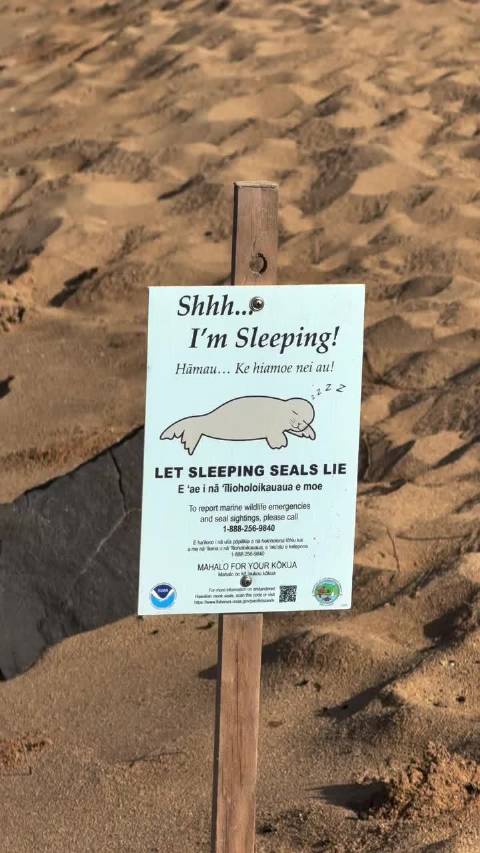 《海豹正在睡觉，请勿打扰》 Neomonachus schauinslandi Ins: jsem_nikol