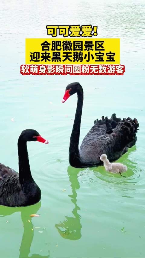 春日合肥黑天鹅宝宝软萌上线