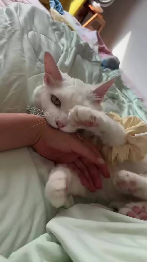 她咬我她还不高兴