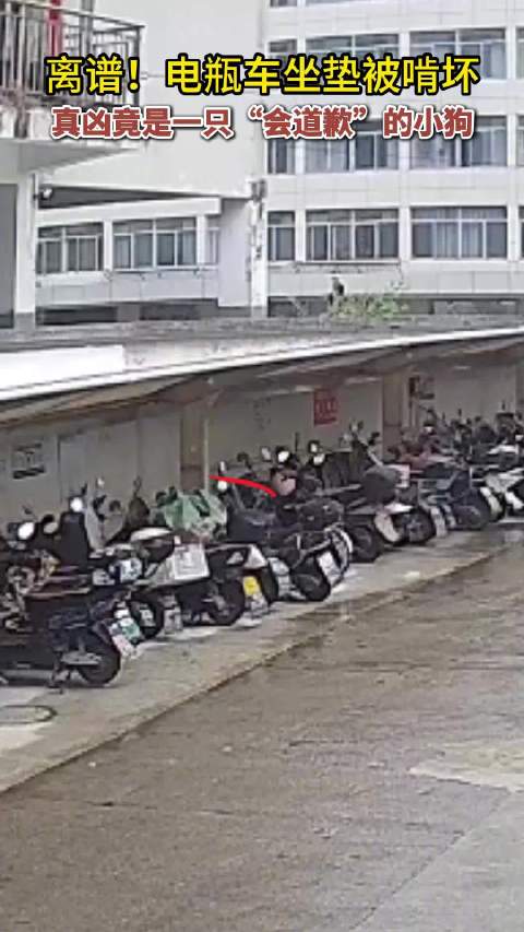 惊呆！小狗啃坏电动车坐垫后作揖道歉