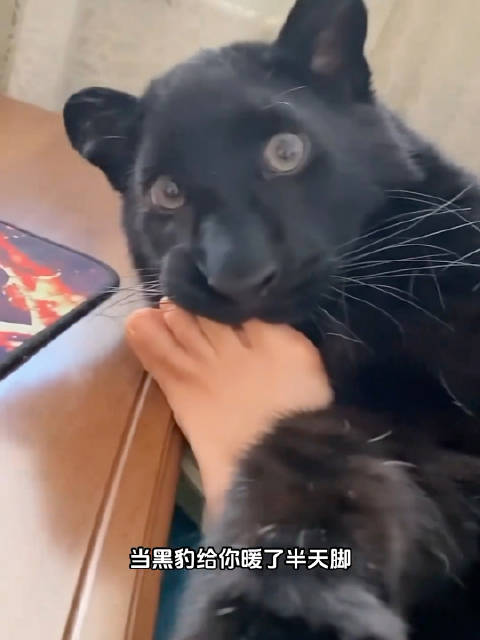 谁能拒绝这么一只憨憨可爱的黑豹 动物科普 可爱 黑豹 猫咪