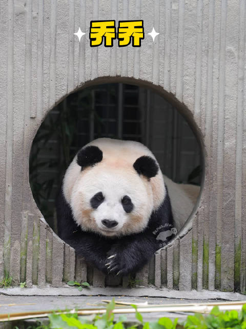 看到乔乔妈妈就像看到蕊蕊～蕊蕊好像乔乔～都是带的干儿子