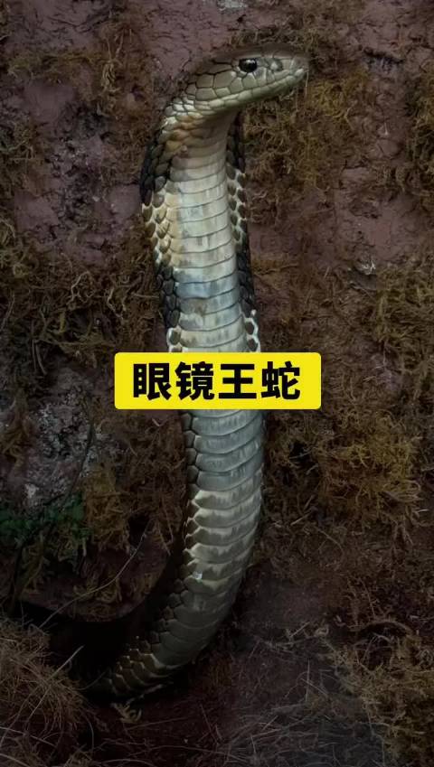 3岁女童遭眼镜王蛇咬伤假死3天后奇迹生还
