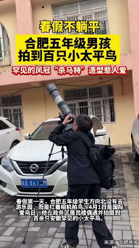 合肥五年级男孩拍到百只小太平鸟，军见的凤冠“杀马特”造型惹人爱