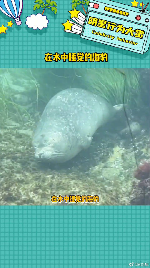 睡醒搬家了都哈哈可爱 微博VC计划