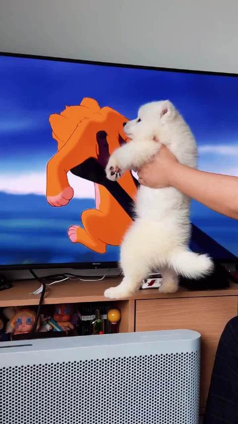 小耶是小狮子王