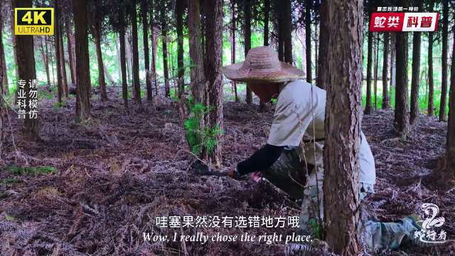 户外博主探眼镜蛇遭毒液射眼现场混乱