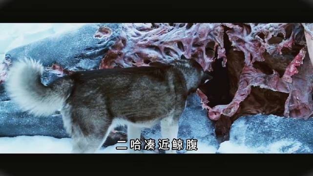 饿极二哈冰原智斗豹海豹抢食虎鲸尸