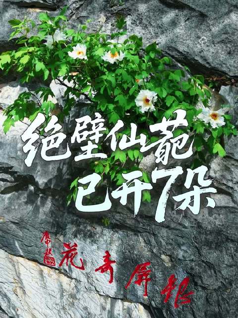 合肥银屏山千年白牡丹盛放，7朵盛开2朵待放