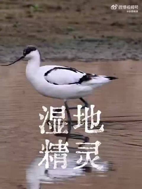 合肥湿地清冷感精灵好特别