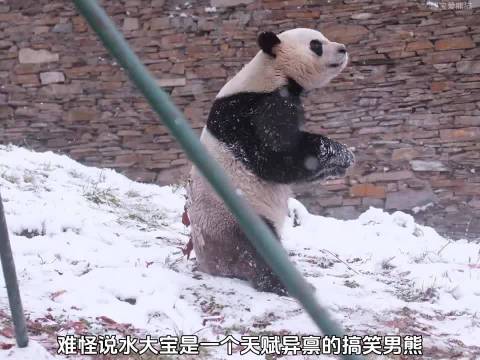 水大宝（秀阳）不仅是天赋异禀的搞笑男熊，还是个爱整活的显眼包！