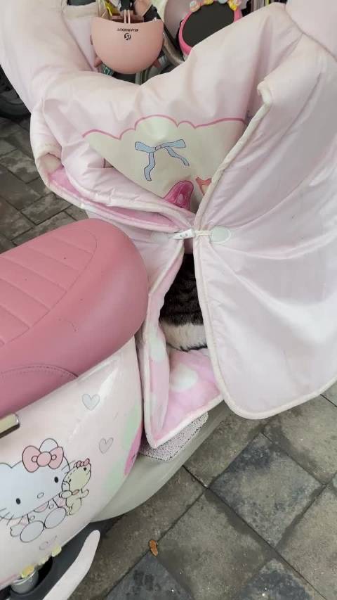电动车的挡风被里会经常刷新小猫