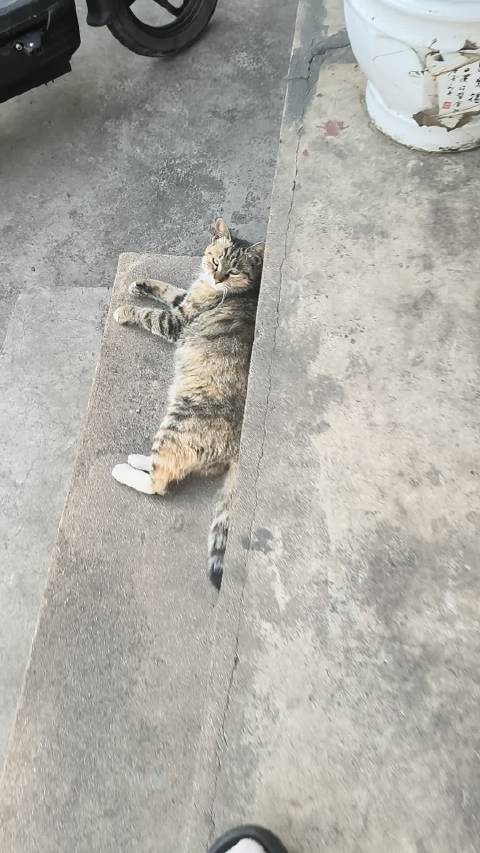 看咪子