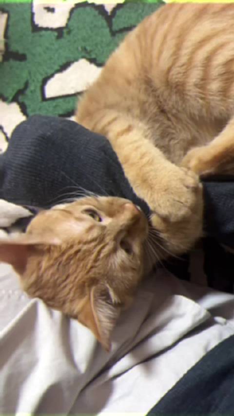 焦大艺术家演奏会时间！ “为你弹奏肖邦的夜曲” “老去后还爱你”