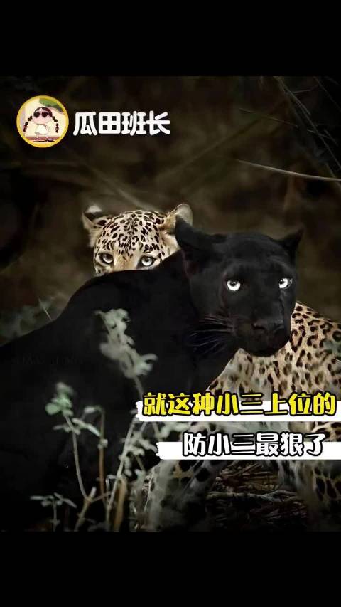 黑豹：姐姐，他老了，配不上你了
