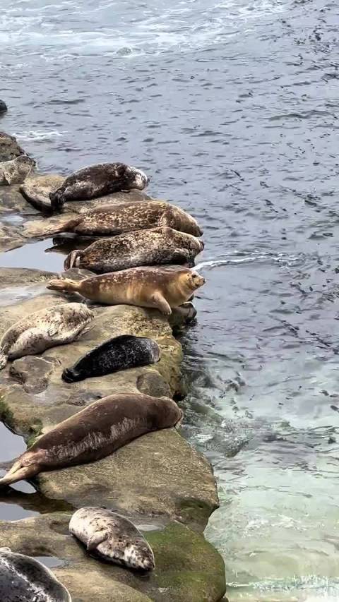 海豹跳岩入水引发同类恐慌连锁反应