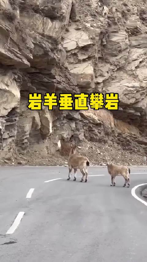 岩羊跳上垂直的崖壁，震撼夸张却真实可见