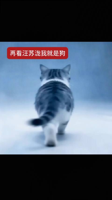 汪苏泷